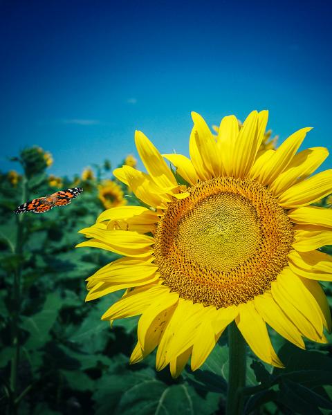 Butterfly Photobomb picture