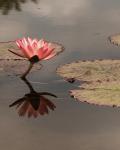 Pink Water Lily