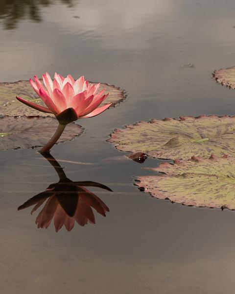 Pink Water Lily picture