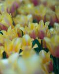 Soft Yellow and Purple Tulips