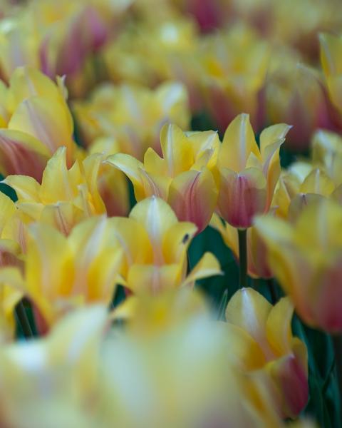 Soft Yellow and Purple Tulips picture