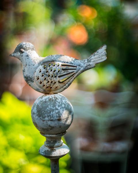 Garden Bird picture