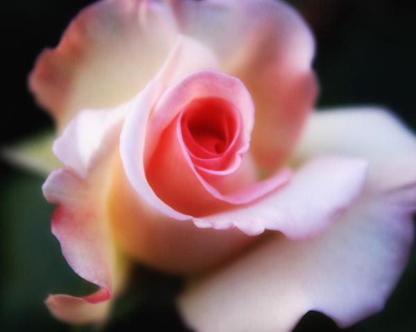 Pink Rose