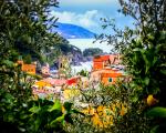 Lemon Tree in Monterosso