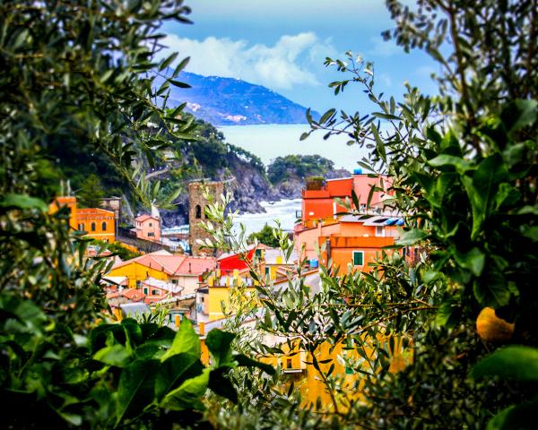 Lemon Tree in Monterosso picture