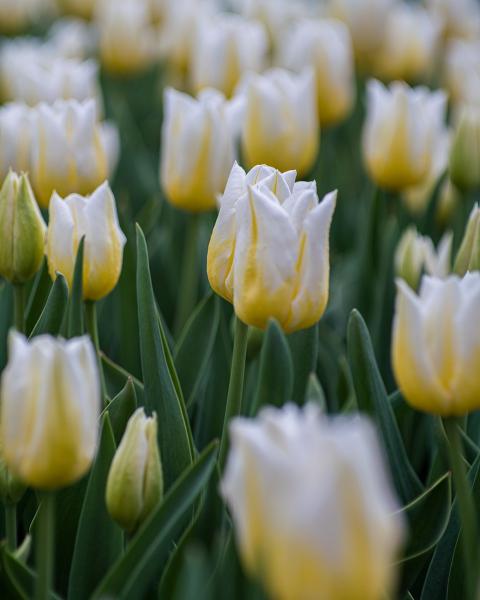 White and Yellow Tulips picture