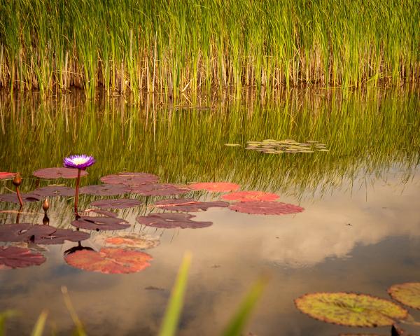 Purple Lily in Pond