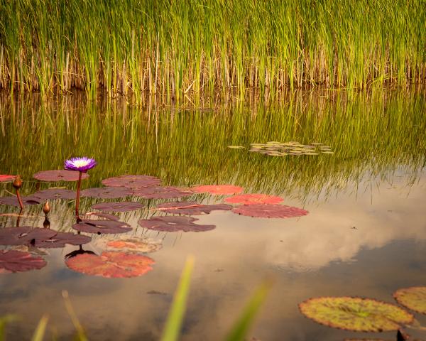 Purple Lily in Pond picture