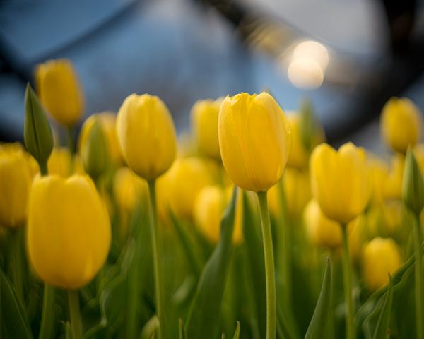 Glowing Yellow Tulips