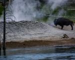 Bison Sauna