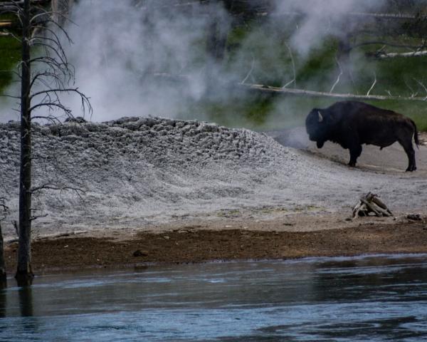 Bison Sauna picture