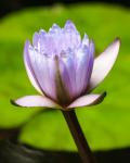 Soft Purple Water Lily