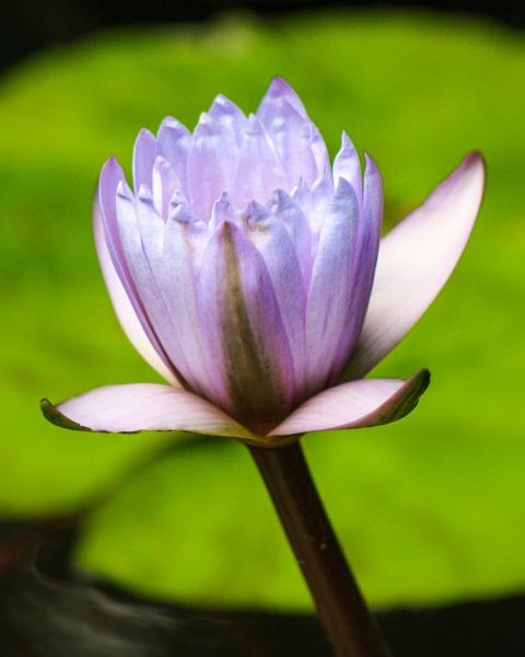 Soft Purple Water Lily