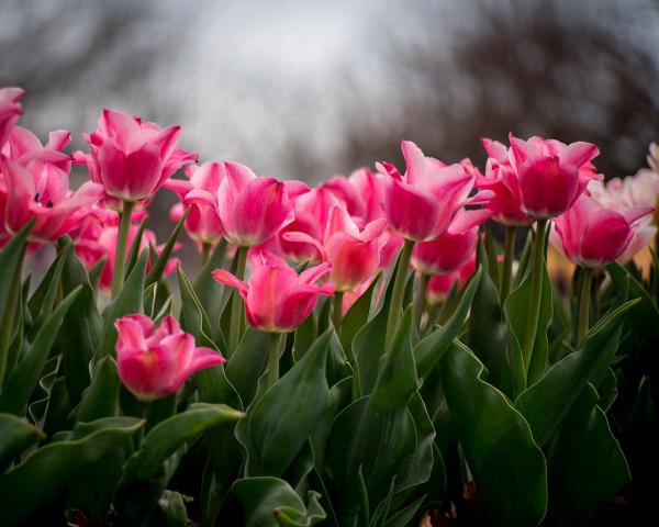 Pink Tulips picture