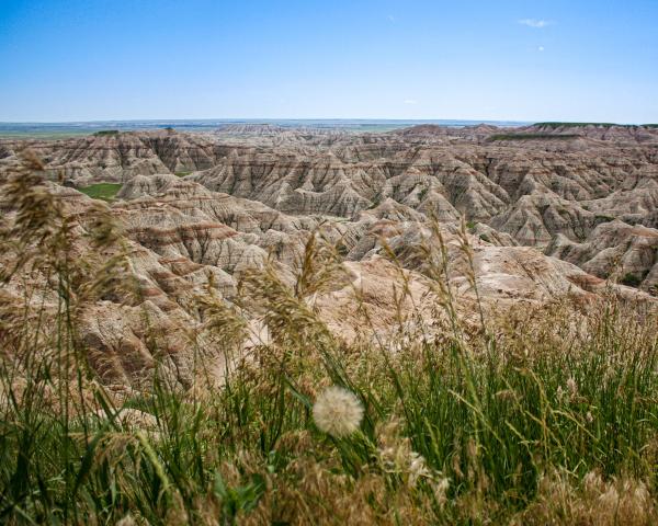 Grass in the Badlands