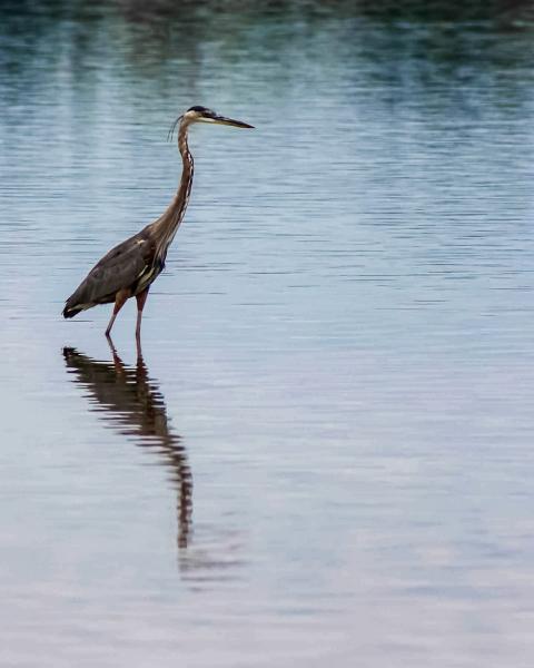 Blue Heron Standing picture