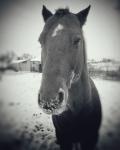 Horse in the Snow