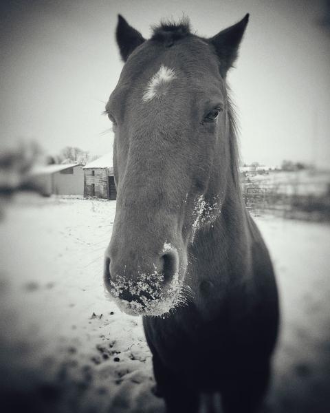 Horse in the Snow picture