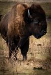 Frank the Bison