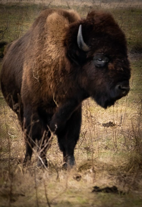 Frank the Bison picture