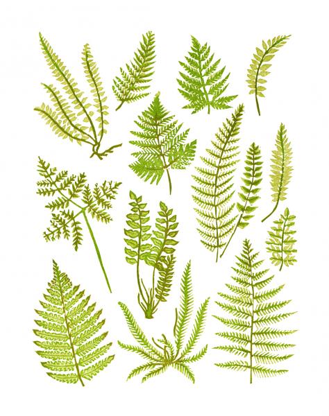 Ferns Linocut Print picture