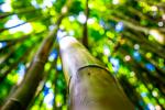 Bamboo Jungle © Patti Andre