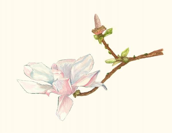 Magnolia in Bloom
