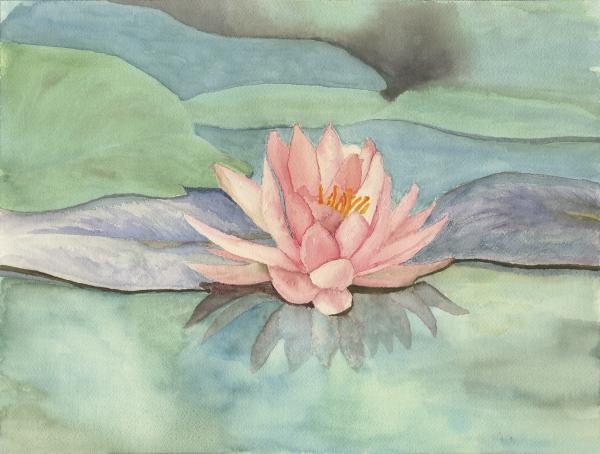 Waterlily picture