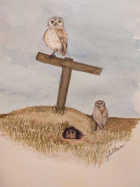 Burrowing Owl Family, Cape Coral, FL