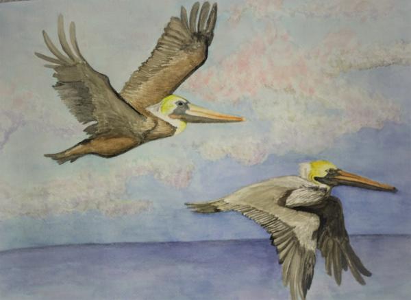 Brown Pelicans in Formation