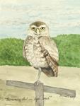 Burrowing Owl