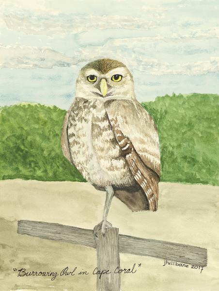 Burrowing Owl picture