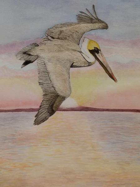 Brown Pelican at Sunset