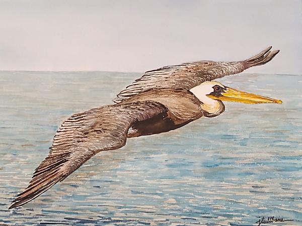 Flying Brown Pelican