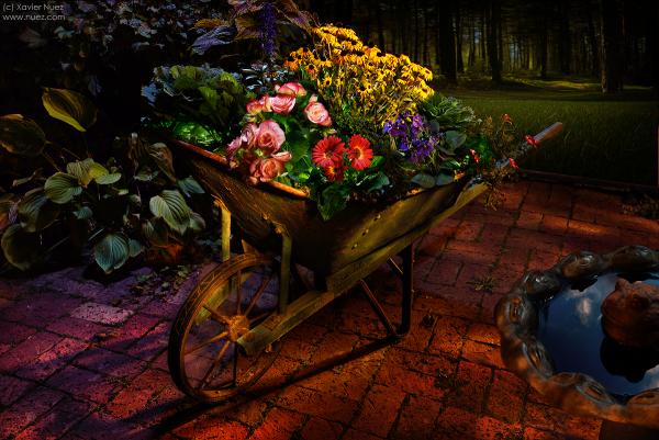 Midnight Garden picture