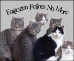 Forgotten Felines No More