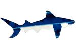 Sharks (66”x27”)