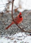 Winter Cardinal