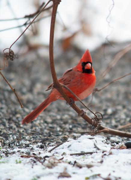 Winter Cardinal picture