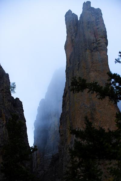 Foggy Needles