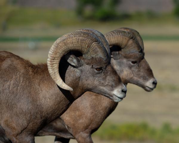 Bighorn times two