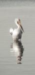 White Pelican (facing right)