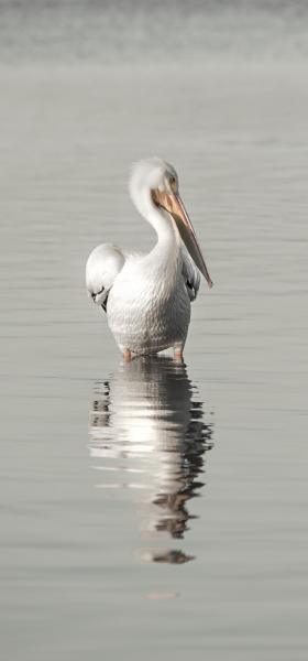 White Pelican (facing right) picture