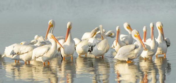 Pelican Party picture