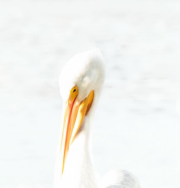 Pelican Portrait