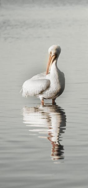 White Pelican (facing left) picture