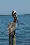 Brown Pelican