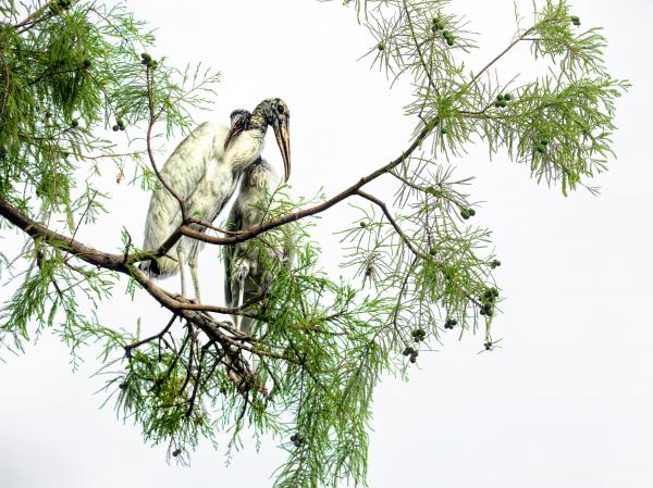 Snuggly Storks picture