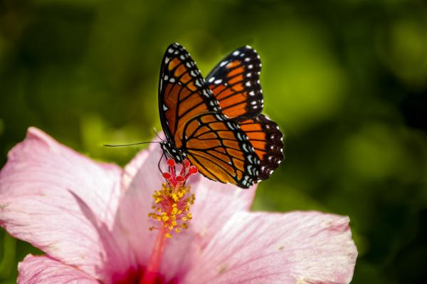 Monarch on Hibiscus picture