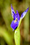 Wild Iris